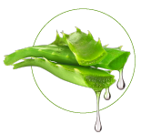 Aloe Vera-uute